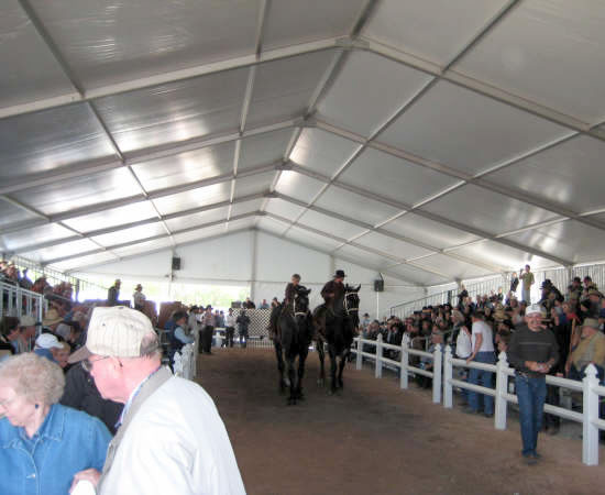 Picture of a horse auction held under one of our clearspan event tents.