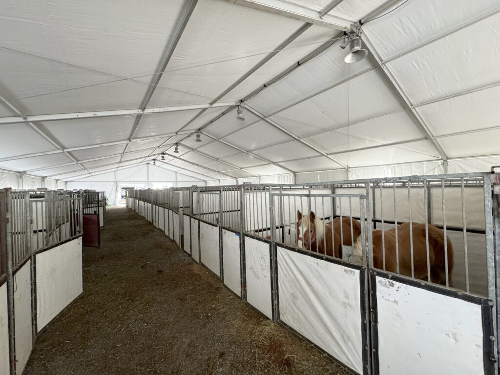 60' x 180' Clearspan Temporary Event Structure for the Special Workhorse Sale Kalona, Iowa in 2024. Inside with temporary horse stalls with horses.