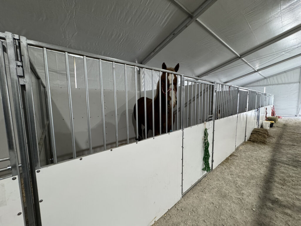 A horse in a stall under a 60' × 230' Losberger Clearspan tent