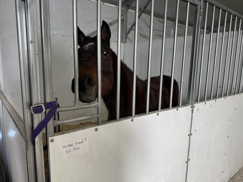 Floyd E. Miller horse under a 60' × 230' Losberger Clearspan tent at the Kalona Sales Barn at the 2026 Special Workhorse Sale