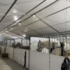 UFO lights and horses under a 60' × 230' Losberger Clearspan tent at the Kalona Sales Barn at the 2026 Special Workhorse Sale