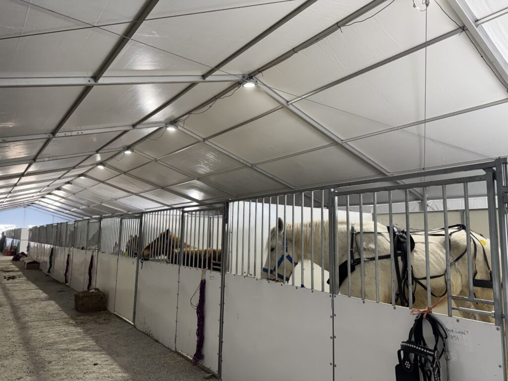 UFO lights and horses under a 60' × 230' Losberger Clearspan tent at the Kalona Sales Barn at the 2026 Special Workhorse Sale