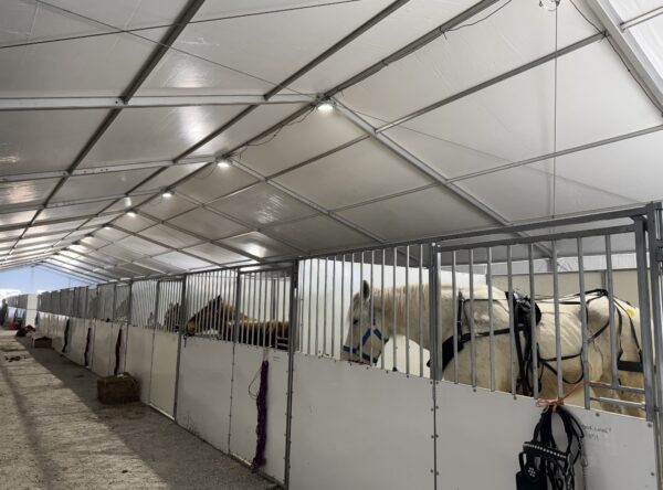 UFO lights and horses under a 60' × 230' Losberger Clearspan tent at the Kalona Sales Barn at the 2026 Special Workhorse Sale UFO lights and horses under a 60' × 230' Losberger Clearspan tent at the Kalona Sales Barn at the 2026 Special Workhorse Sale